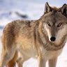 Wisconsin Supreme Court roundup, Wolf delisting, Pakistani cookbook