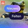 Dodelijke schimmel bedreigt vuursalamander