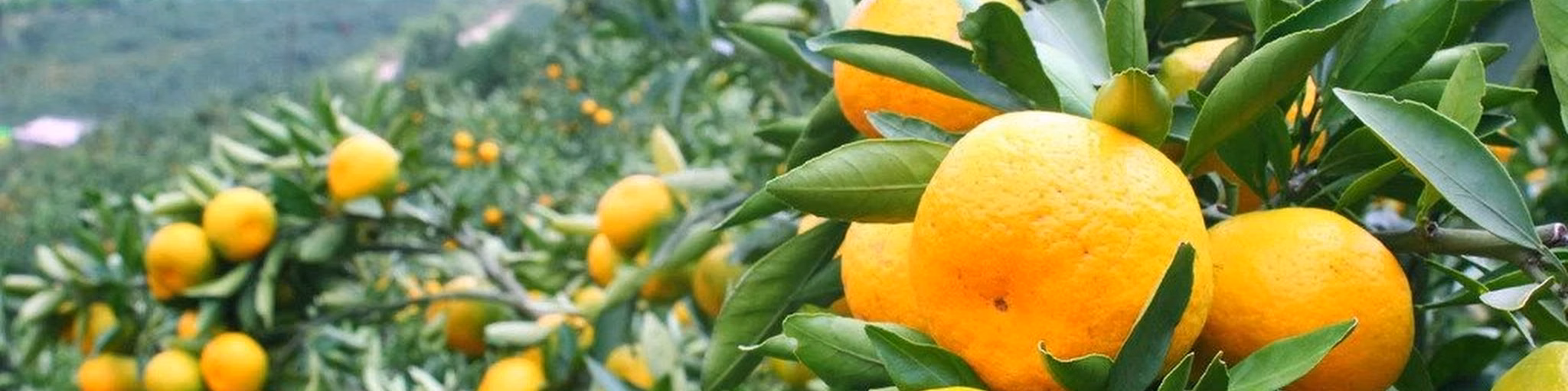 LemonSounds