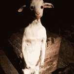 Åmbiguous Sounds