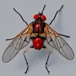 On-The-Fly