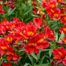 Is This the Longest Lasting Cut Flower? Perhaps. But, Beware.
