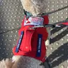Service Dogs UK: Helping Veterans to train their own PTSD Service Dogs