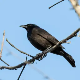 Taking the Bus for Birds