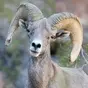 Borrego Valley Community Radio - The RAM