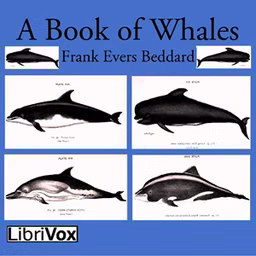 Book of Whales, A by Frank Evers Beddard (1858 - 1925)