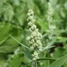 How to rid your yard and garden of annual and perennial weeds