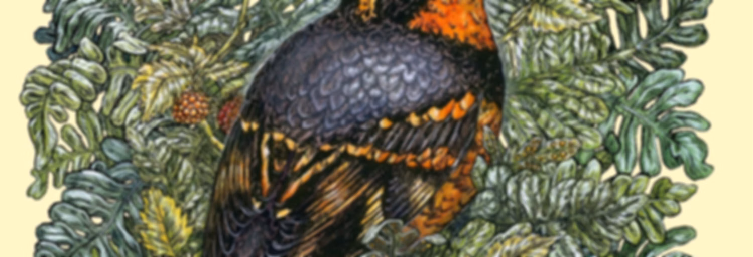 BirdNote Daily