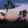 Trust like the Web (of Life) trusts - Biomimicry for Social Innovation with Toby Herzlich