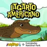 Lagarto Americano: el guardián de los Everglades