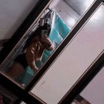 Bélicos ALV