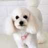MEU CACHORRO PHILL