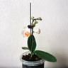 温如：种花记