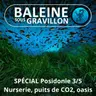 SPÉCIAL Posidonie 3/5 : Nurserie, puits de Carbone, protège-plage....
