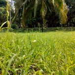 Tamil Theral