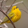 Spark Bird: Chidi Paige and the Yellow Warbler