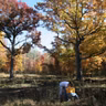 S.7 Ep.4: Down Home Carbon: Climate Solutions from Family Forests