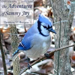 Adventures of Sammy Jay, The by Thornton W. Burgess (1874 - 1965)