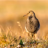 Arctic Dispatch: Sandpipers Sing at Teshekpuk Lake
