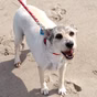 PetsRescueRadio.com
