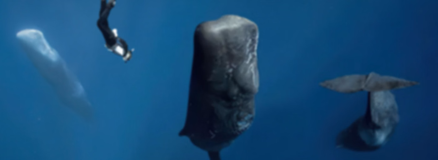 Baleine sous Gravillon