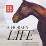 288 - Bokomtale - A Horse's Life