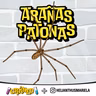 Araña Patona: la vecina del jardín que no es lo que parece