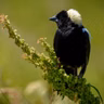 J. Drew Lanham’s Taxonomy of Bird Obsessions