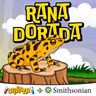 Rana Dorada de Panamá: el animal nacional que desapareció
