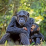 How scientists discovered that animals are doctors, too