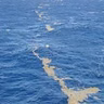 Interesting facts about Sargasso sea