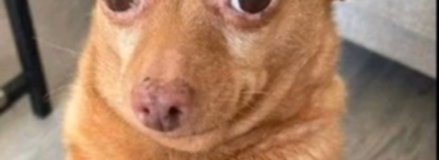 asdasdasdasda