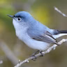 Four North American Gnatcatchers