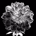 Black Dahlia