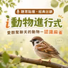 聽眾點播｜i動物進行式｜經典重播：愛群聚聊天的動物－認識麻雀
