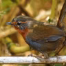 Truffle-Hunting Birds