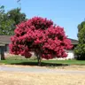 How to Plant and Care for a Shade Tree