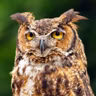 Great Horned Owl Family in Autumn