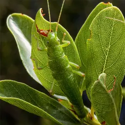 Ecotypes Make the Idea of a Species Even Fuzzier