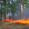 S.7 Ep.6: The Fire Forest: Restoring the Long-leaf Pine