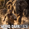 The Kruger Poacher, The Elephants, And The Buffalo Nobody Mentioned | #WeirdDarkNEWS
