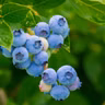 Fruit-picking tips for a sweeter harvest