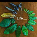 Nakus herbal shop