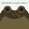 Western Clawed Frog | Week of June 22nd