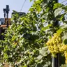 Al via la vendemmia 2026 tra caro costi, incognita meteo e carenza di manodopera