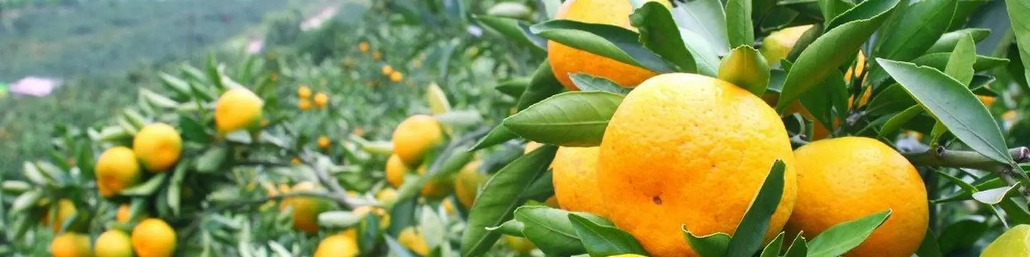 LemonSounds