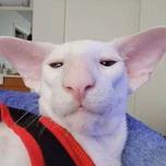 Fgttttt
