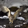 An Amazing World of Owls