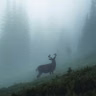 Ep. 80 - The Deer Are NOT Alright: Chronic Wasting Disease