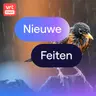 Vraag het aan Gilles: wat doen vogels als het regent?
